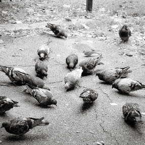 Pigeons in Palermo Art Print Buenos Aires Argentina -