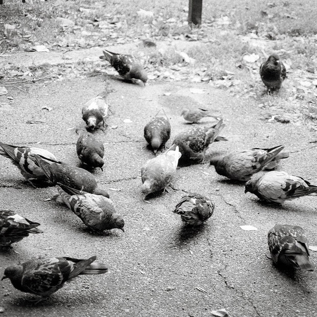Pigeons in Palermo Art Print Buenos Aires Argentina -