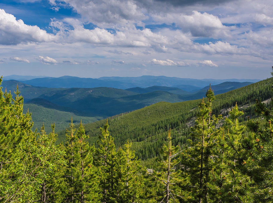 Northwest Forest Scenic View Photo Print Washington Nature