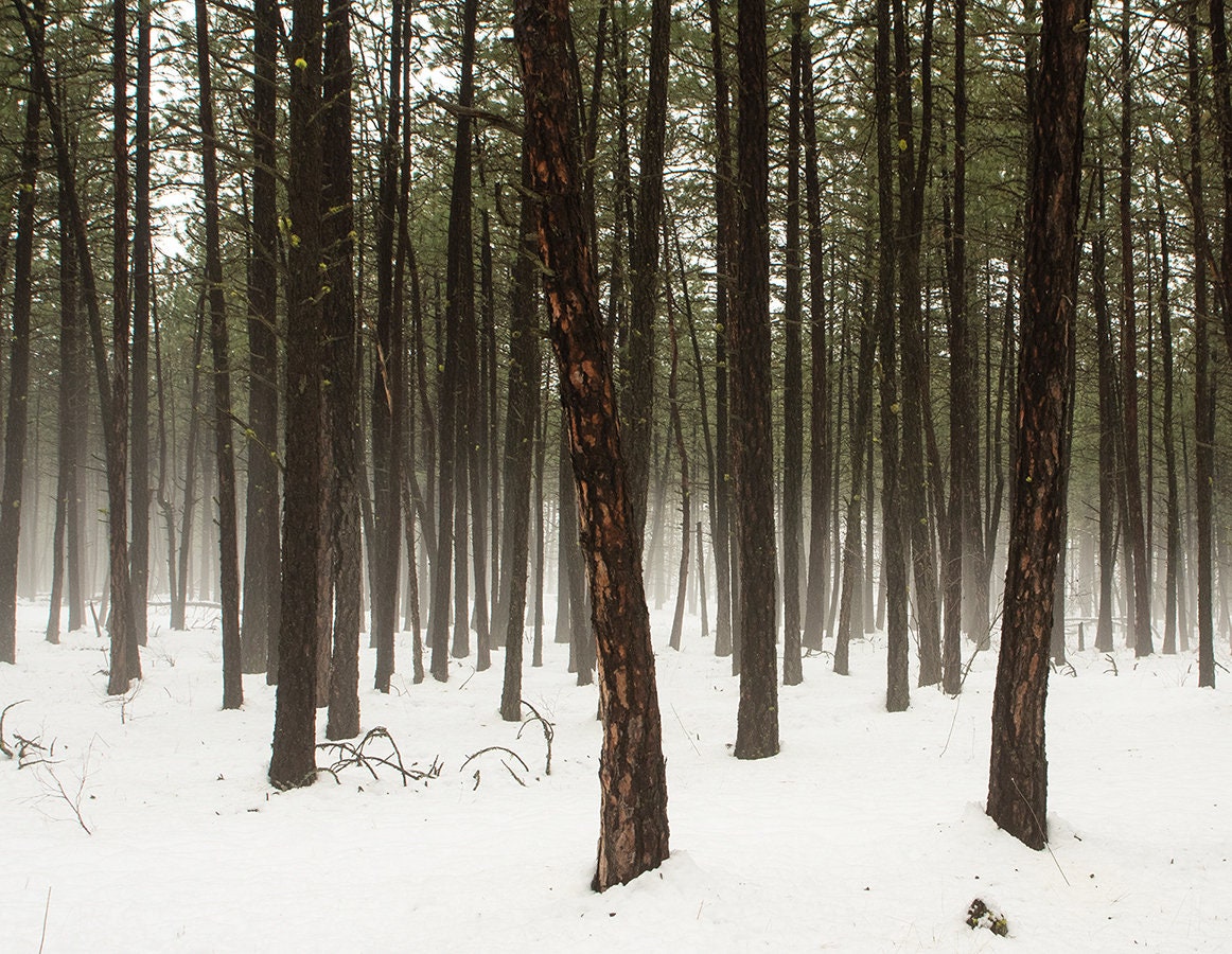 Foggy Pine Trees Minimalist Wall Art Washington Nature