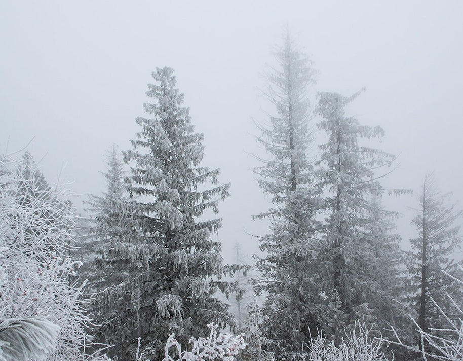 Snowy Winter Forest Photo Print Idaho Nature Photography