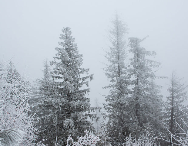 Snowy Winter Forest Photo Print Idaho Nature Photography