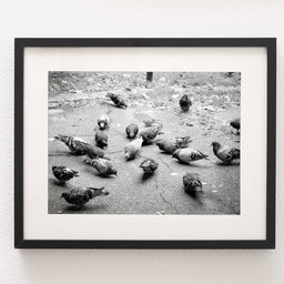 Pigeons in Palermo Art Print Buenos Aires Argentina -