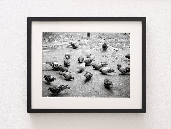 Pigeons in Palermo Art Print Buenos Aires Argentina -
