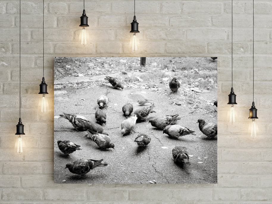 Pigeons in Palermo Art Print Buenos Aires Argentina -