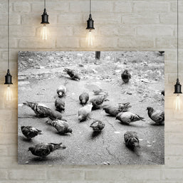 Pigeons in Palermo Art Print Buenos Aires Argentina -