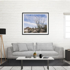Ocotillo Mojave Desert Photo Print Cactus Fine Art -