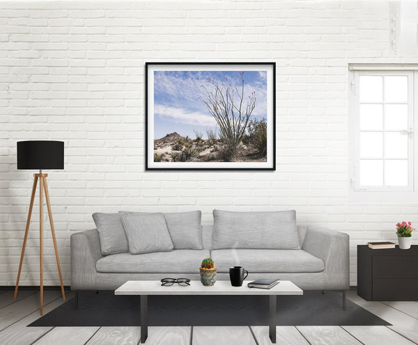 Ocotillo Mojave Desert Photo Print Cactus Fine Art -