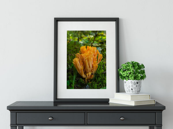 Colorful Coral Mushroom Photography Pacific Northwest