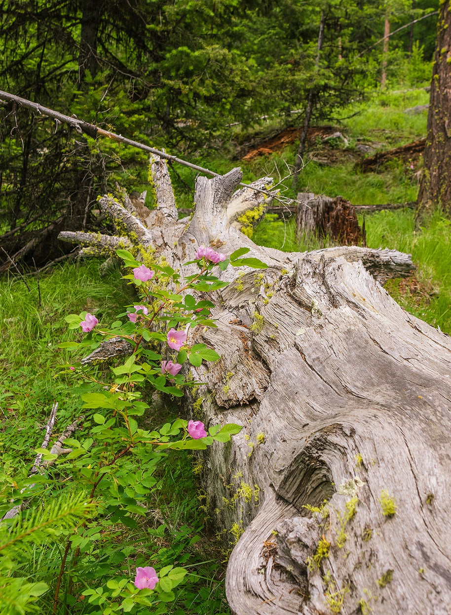 Wild Roses Photo Print Forest Scene Nature Photography
