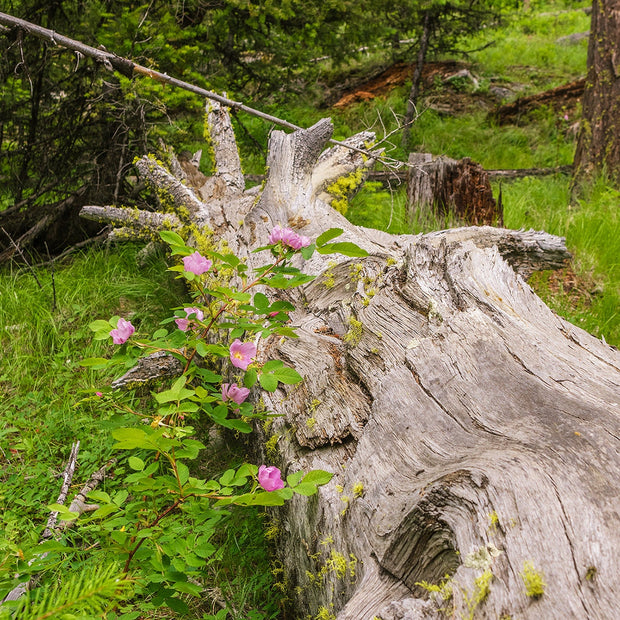 Wild Roses Photo Print Forest Scene Nature Photography