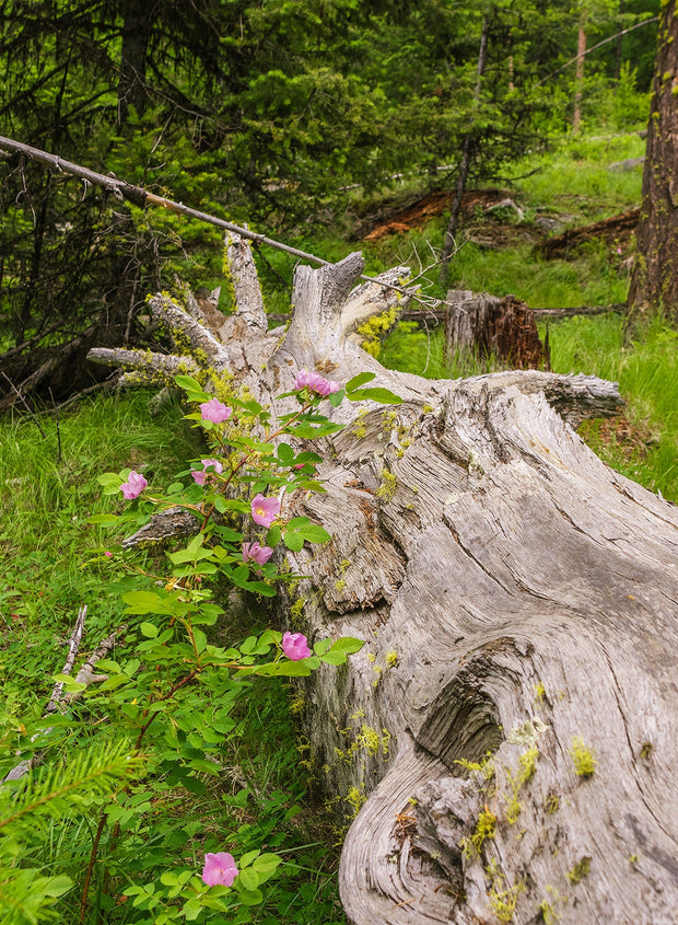 Wild Roses Photo Print Forest Scene Nature Photography