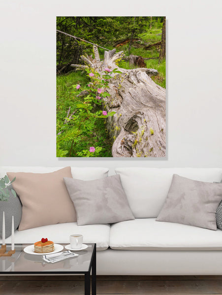 Wild Roses Photo Print Forest Scene Nature Photography