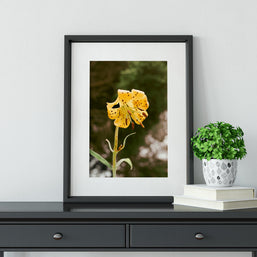 Tiger Lily Wildflower Photography Forest Scene Nature Wall