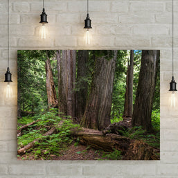 Mysterious Cedar Forest Photo Print Nature Photography