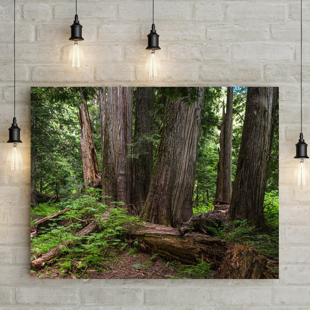 Mysterious Cedar Forest Photo Print Nature Photography