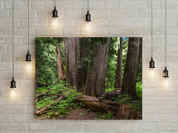 Mysterious Cedar Forest Photo Print Nature Photography