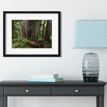 Mysterious Cedar Forest Photo Print Nature Photography