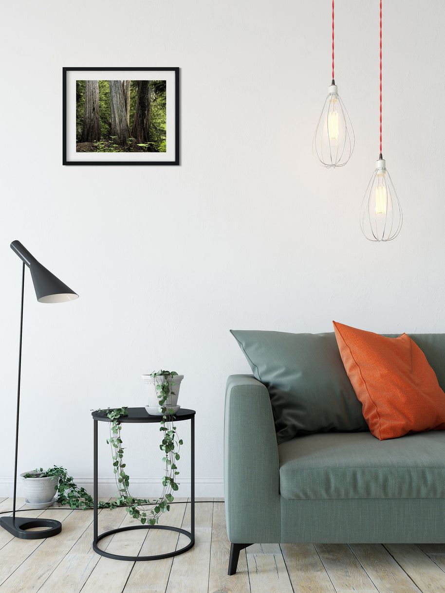 Pacific Northwest Cedar Forest Photo Print Nature