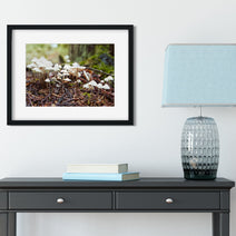 Tiny White Mushrooms Woodland Photography Pacific Northwest
