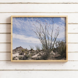 Ocotillo Mojave Desert Photo Print Cactus Fine Art -