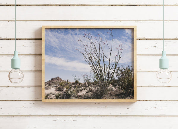 Ocotillo Mojave Desert Photo Print Cactus Fine Art -