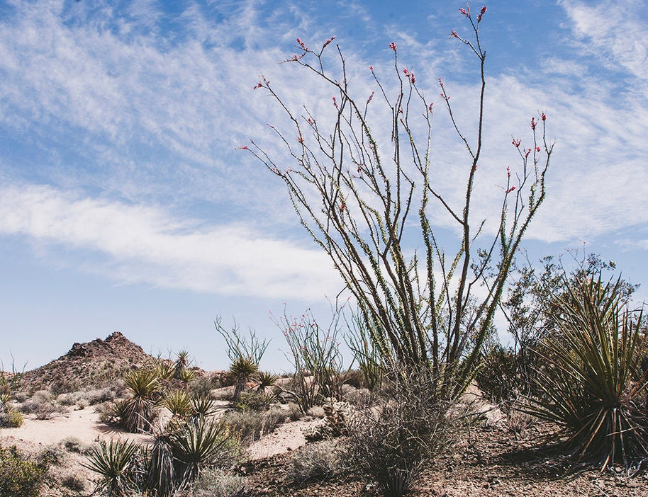 Ocotillo Mojave Desert Photo Print Cactus Fine Art -