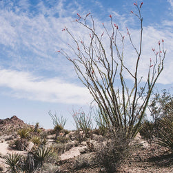 Ocotillo Mojave Desert Photo Print Cactus Fine Art -