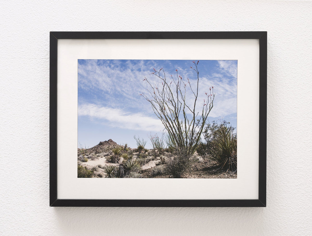 Ocotillo Mojave Desert Photo Print Cactus Fine Art -