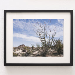Ocotillo Mojave Desert Photo Print Cactus Fine Art -