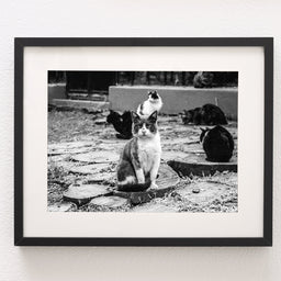 Stray Cats Film Photography Print Buenos Aires Argentina