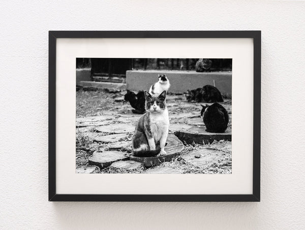 Stray Cats Film Photography Print Buenos Aires Argentina
