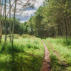 Mountain Trail Photo Print Aspen Forest Photography Hiking