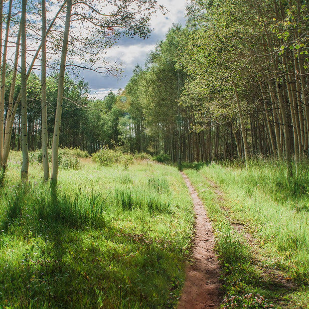 Mountain Trail Photo Print Aspen Forest Photography Hiking