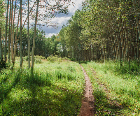 Mountain Trail Photo Print Aspen Forest Photography Hiking