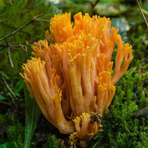 Colorful Coral Mushroom Photography Pacific Northwest