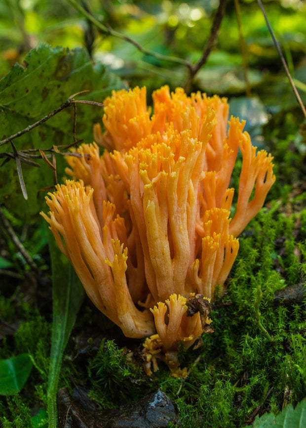 Colorful Coral Mushroom Photography Pacific Northwest