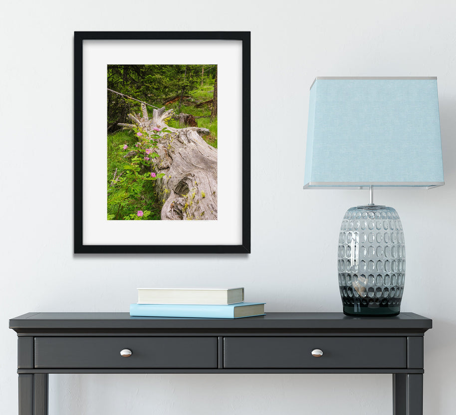 Wild Roses Photo Print Forest Scene Nature Photography