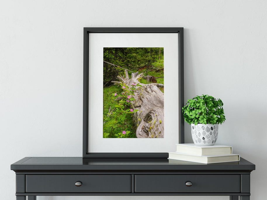 Wild Roses Photo Print Forest Scene Nature Photography