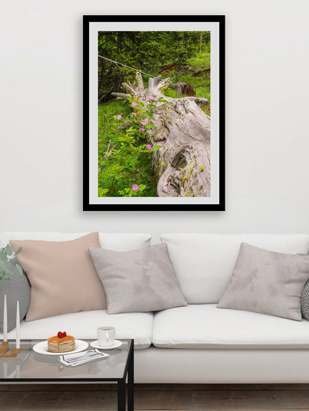 Wild Roses Photo Print Forest Scene Nature Photography