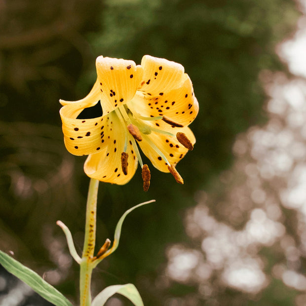 Tiger Lily Wildflower Photography Forest Scene Nature Wall