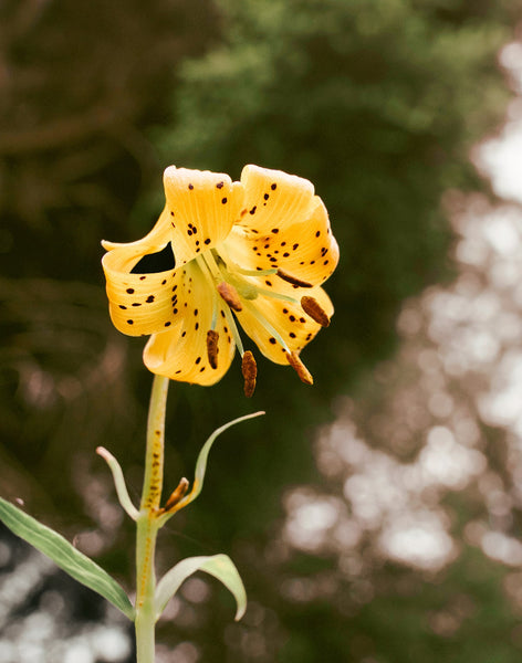 Tiger Lily Wildflower Photography Forest Scene Nature Wall