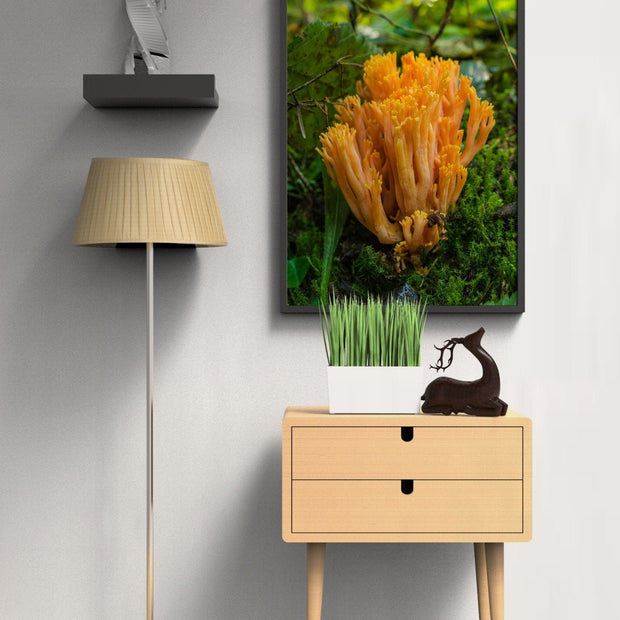 Colorful Coral Mushroom Photography Pacific Northwest