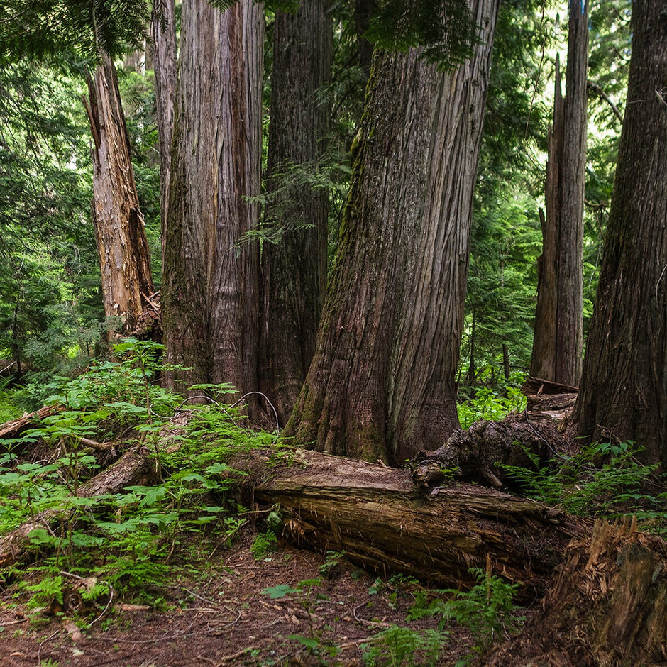 Mysterious Cedar Forest Photo Print Nature Photography