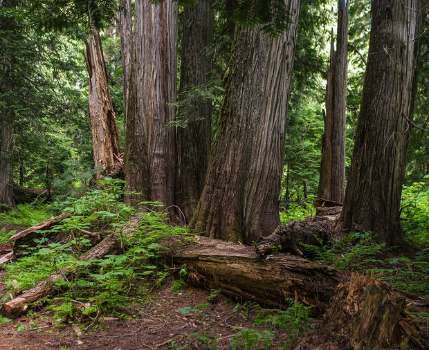 Mysterious Cedar Forest Photo Print Nature Photography