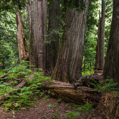 Mysterious Cedar Forest Photo Print Nature Photography