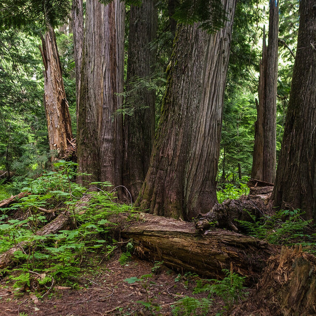Mysterious Cedar Forest Photo Print Nature Photography