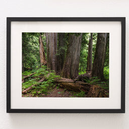 Mysterious Cedar Forest Photo Print Nature Photography