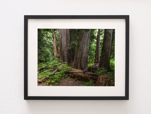 Mysterious Cedar Forest Photo Print Nature Photography