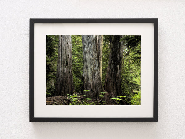 Pacific Northwest Cedar Forest Photo Print Nature